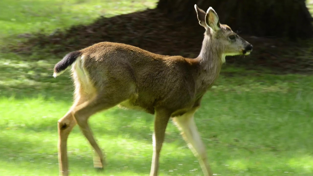 Deer Fun