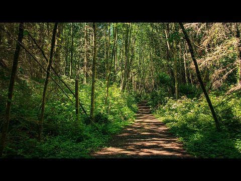 2-Minute Trailer: Camano Ridge Forest Preserve