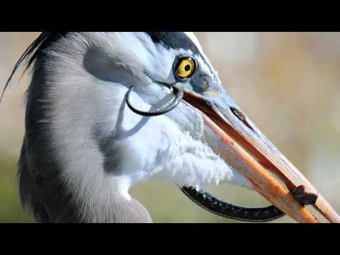 Birdwatching and Bird Photography on Whidbey and Camano Islands