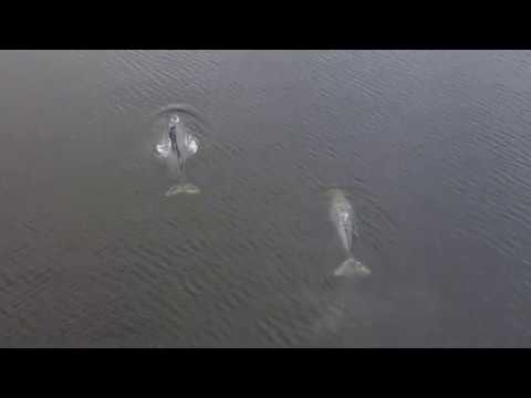 Whales of Saratoga Passage