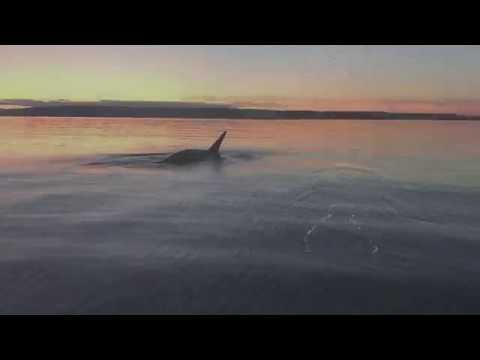 Whales around Camano Island