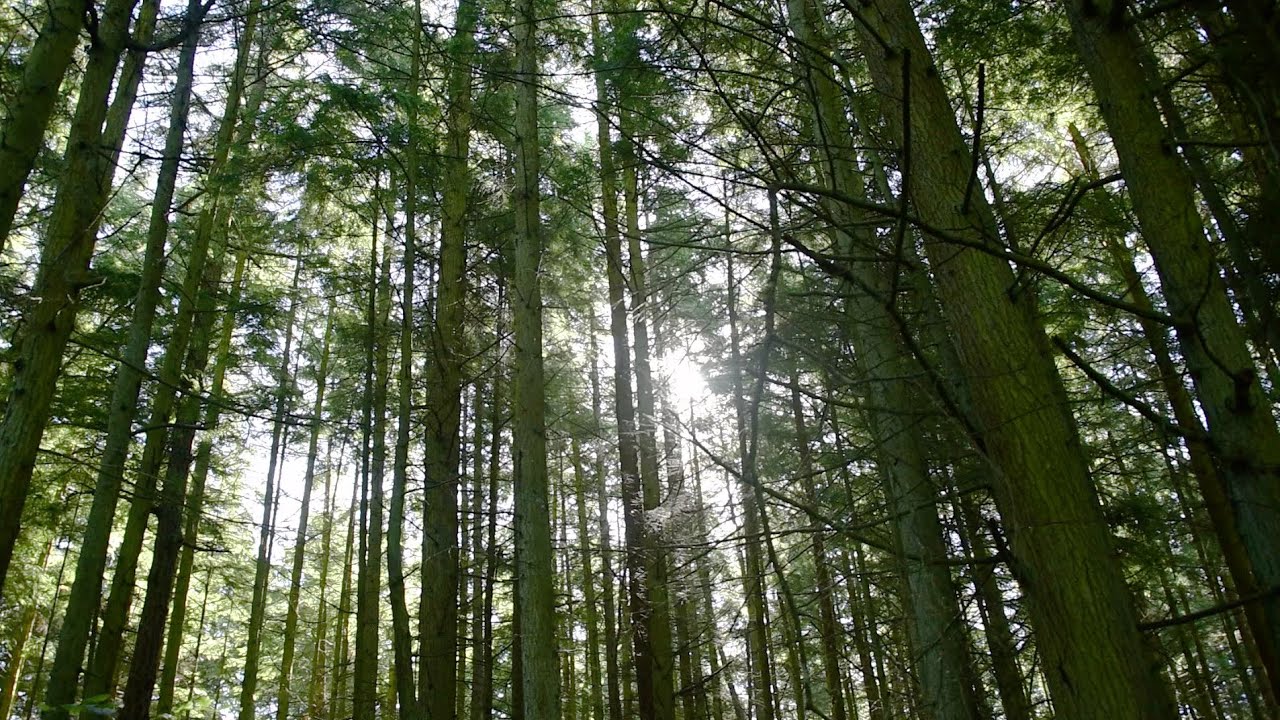 Del Fairfax Preserve