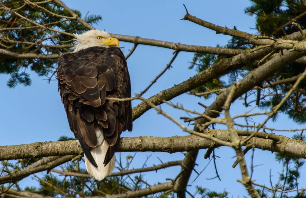 Eagle sitting on a tree branch