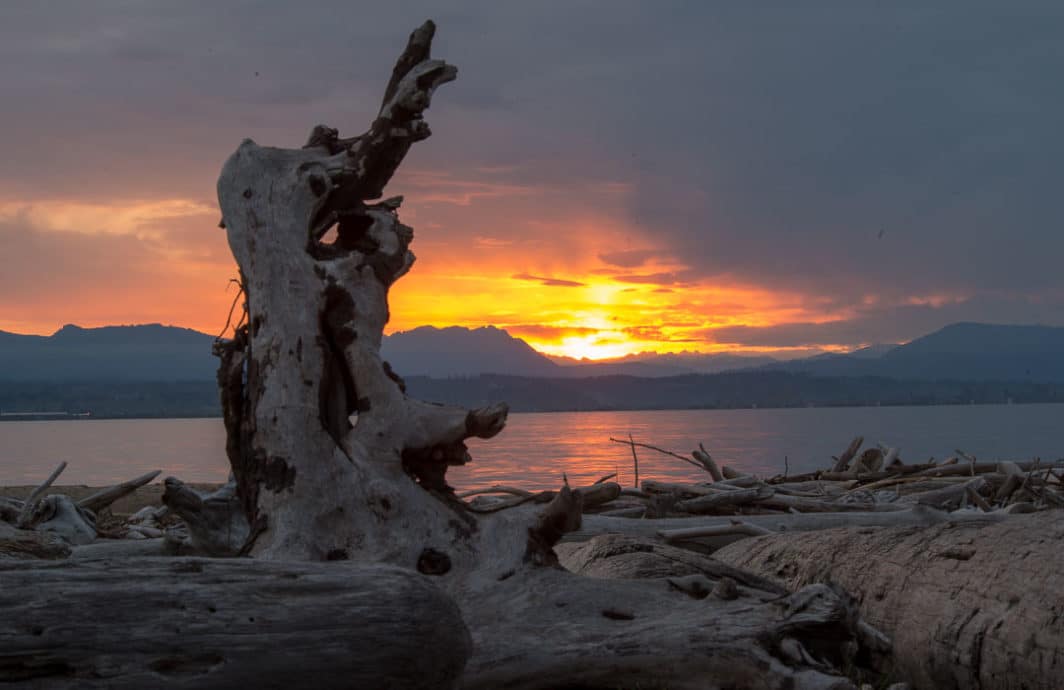 Driftwood on the beach at sunrise at Iverson Spit