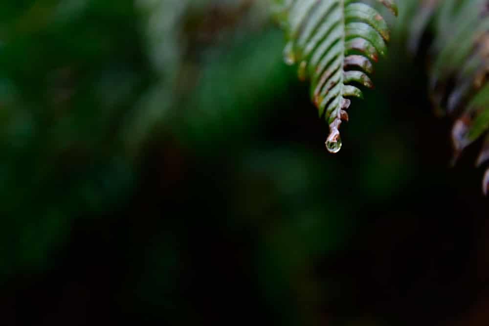 The very definition of something about to happen, a drop of water is poised to fall from a fern leaf.