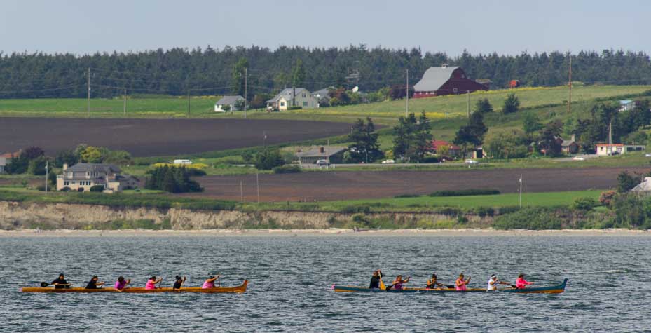 Two six-woman teams paddle dugout canoes.
