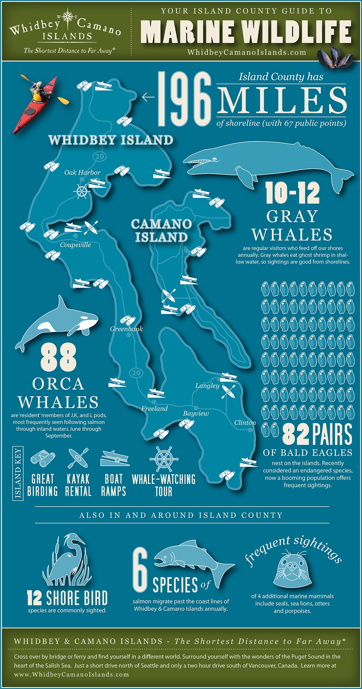 Marine Wildlife Infographic