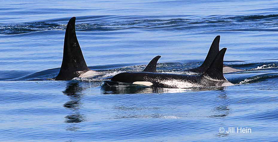 A pod of orca swim in Puget Sound