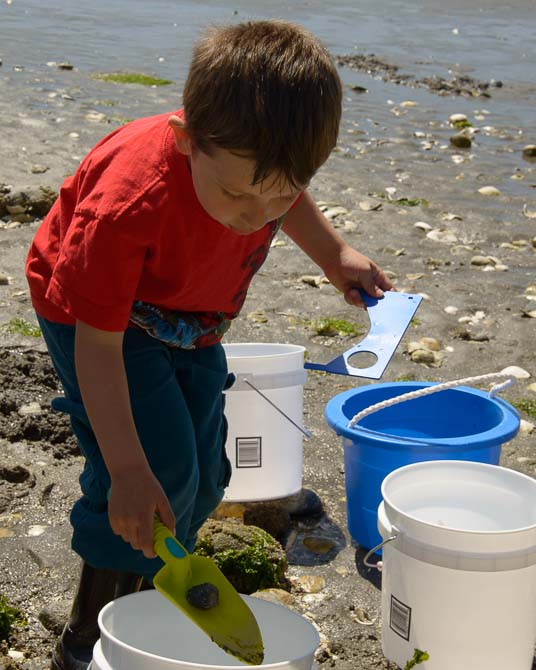 Young boy has a clam in a small shovel.