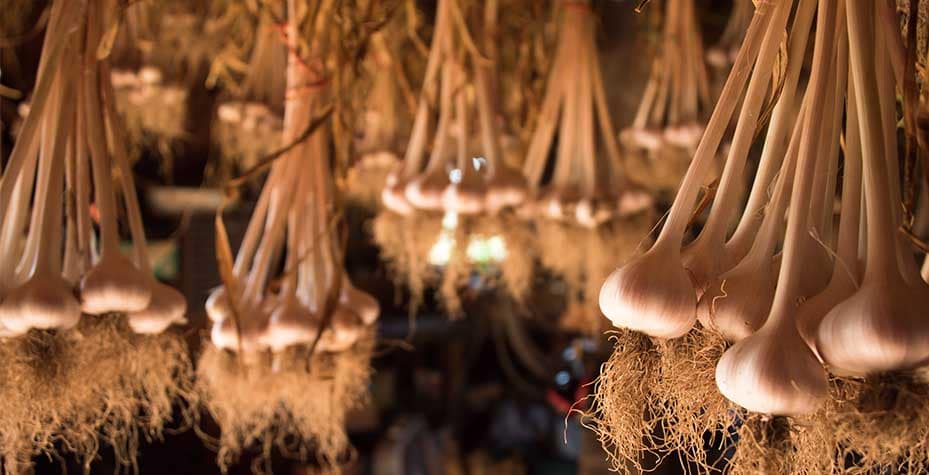 Bundles of garlic hanging inside a dimly lit barn.