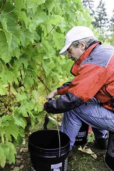 Bob Zuver sitting on an overturned bucket clipping grapes from a vine.