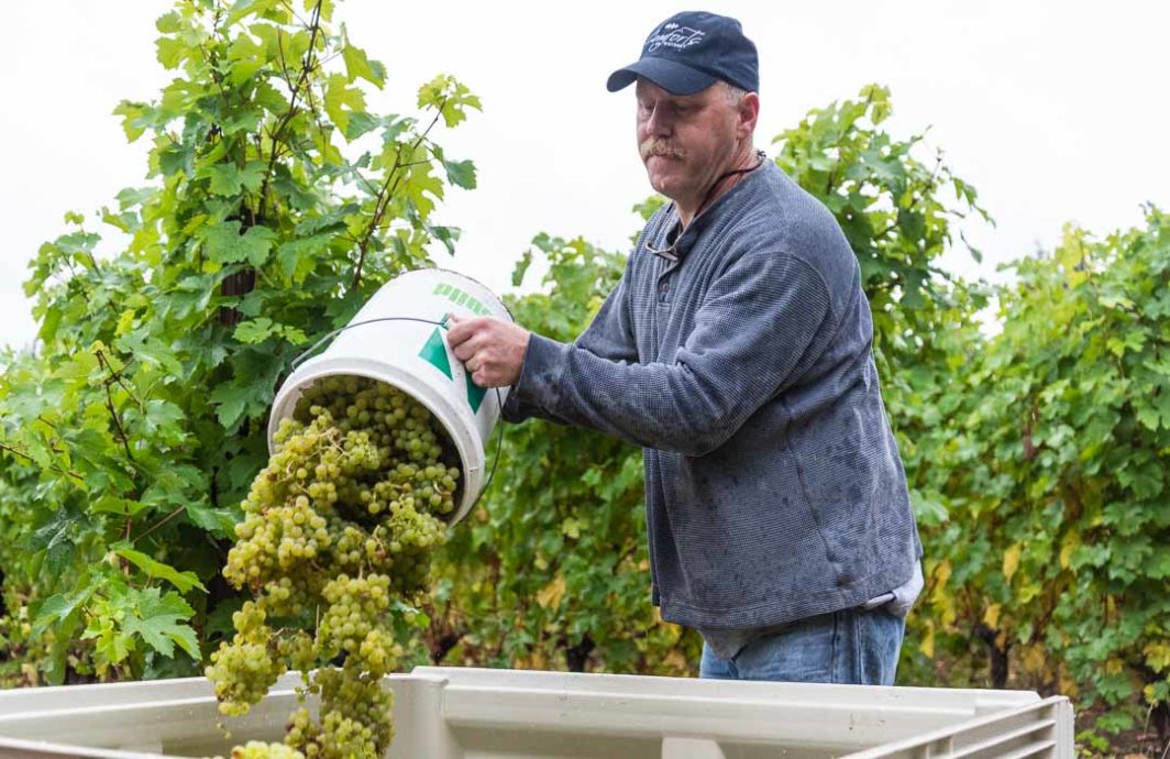 Carl Comfort dumps a bucket of grapes into a larger gin.
