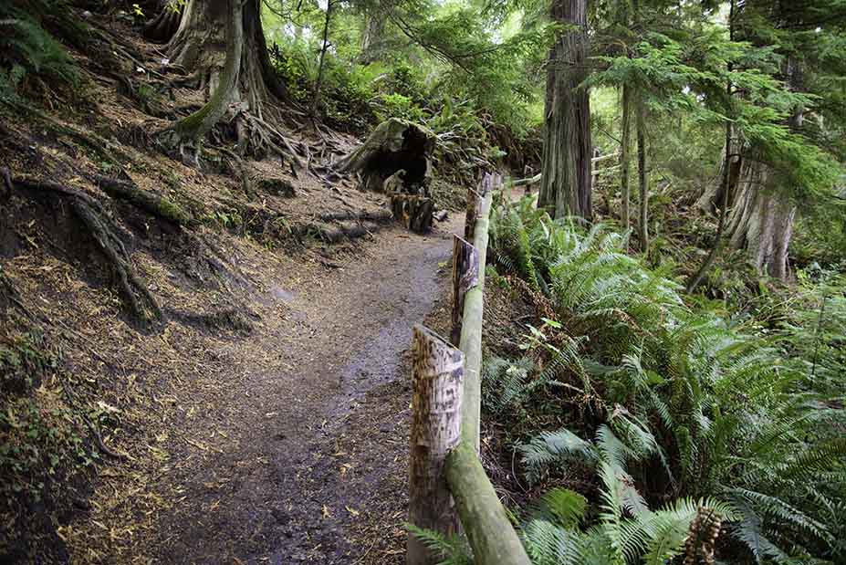 Dirt trail with ferns and old stumps.