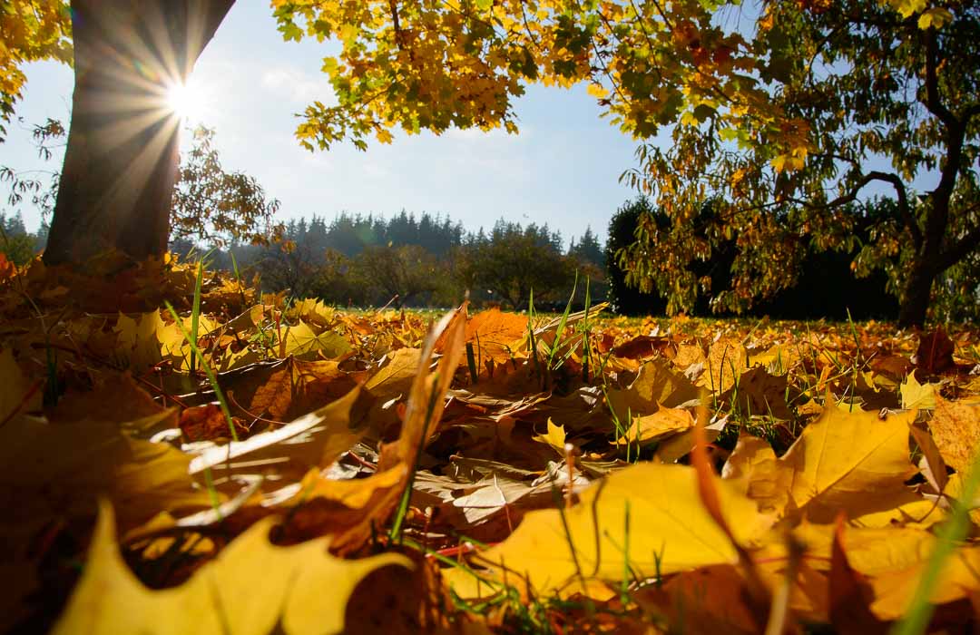 Yellow maple leaves on the ground and the sun shining behind them