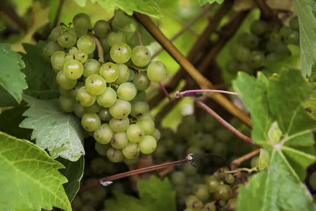 White grapes for wine on the vine.
