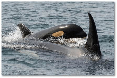 Two orca in the water