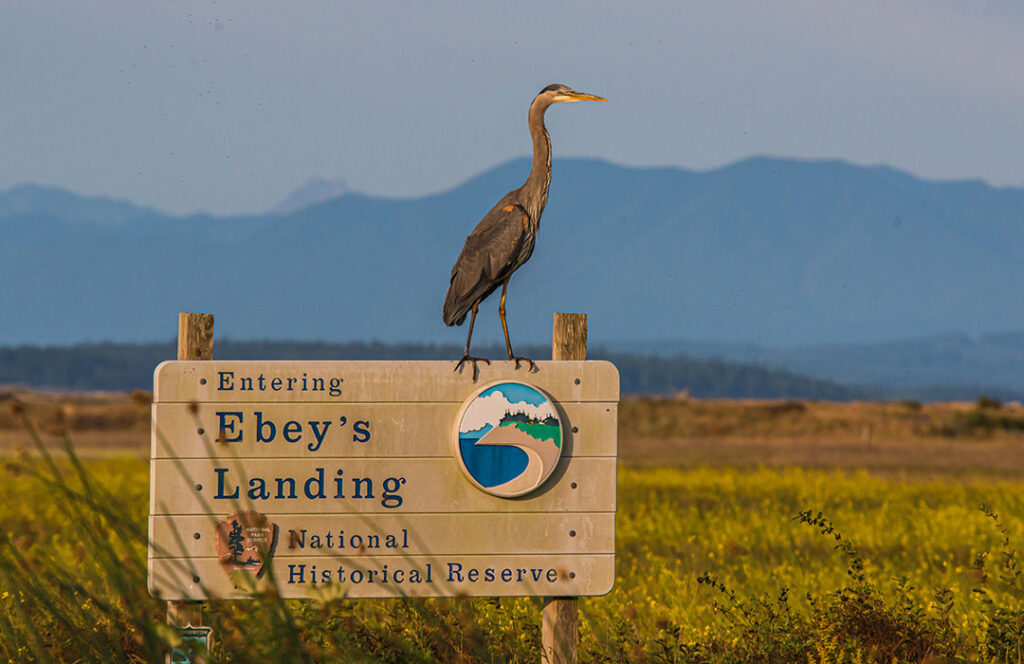 Ebey's Landing national Historical Reserve entrance sign with blue Herron sitting on it.