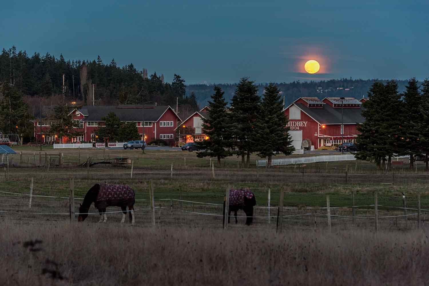 The full moon is rising behind some old farm buildings.  Two horses covered by horse blankets are in the foreground.
