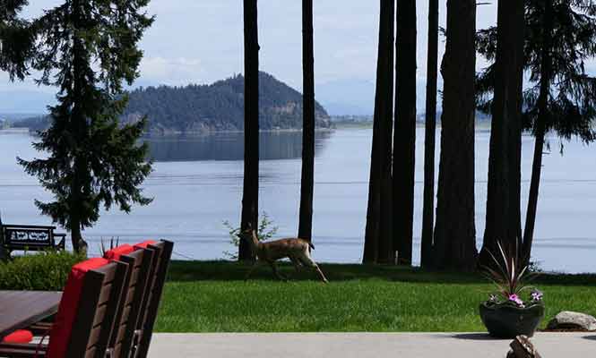 Soaring-Eagle-Lodge-Deck-Deer-and-View Soaring-Eagle-Lodge-Deck-Deer-and-View
