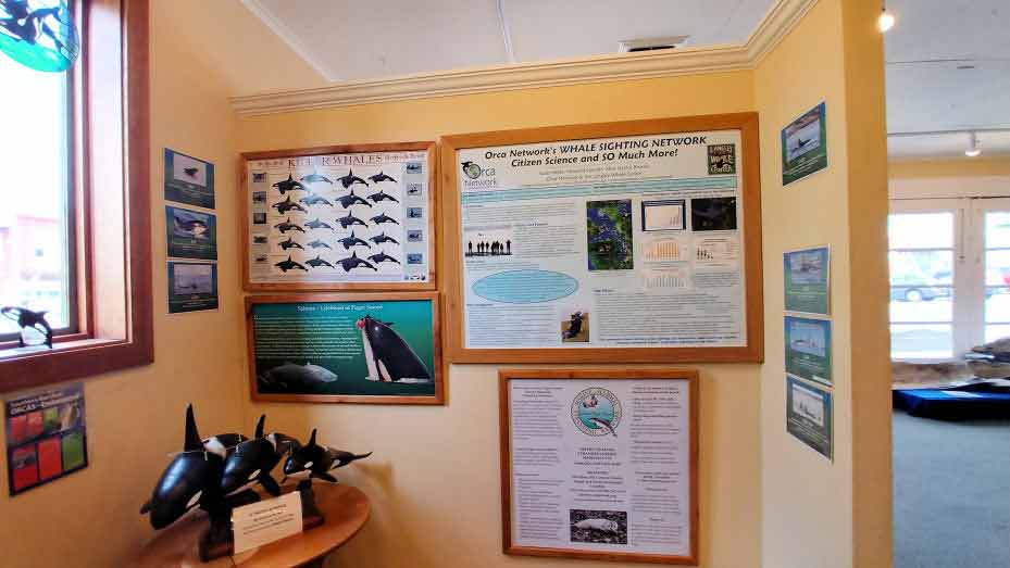 Museum wall with several posters about whales.