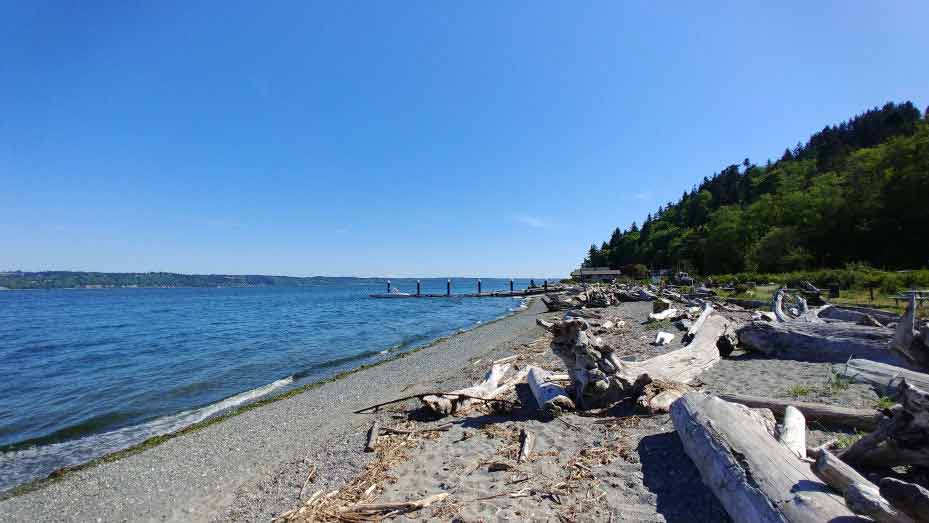 Sandy beach and driftwood