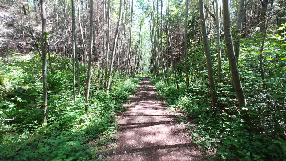 Wide flat dirt path with mature trees on either side.