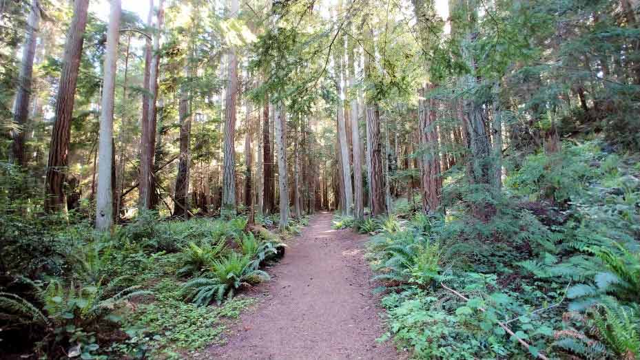 Wide dirt trail in a forest.