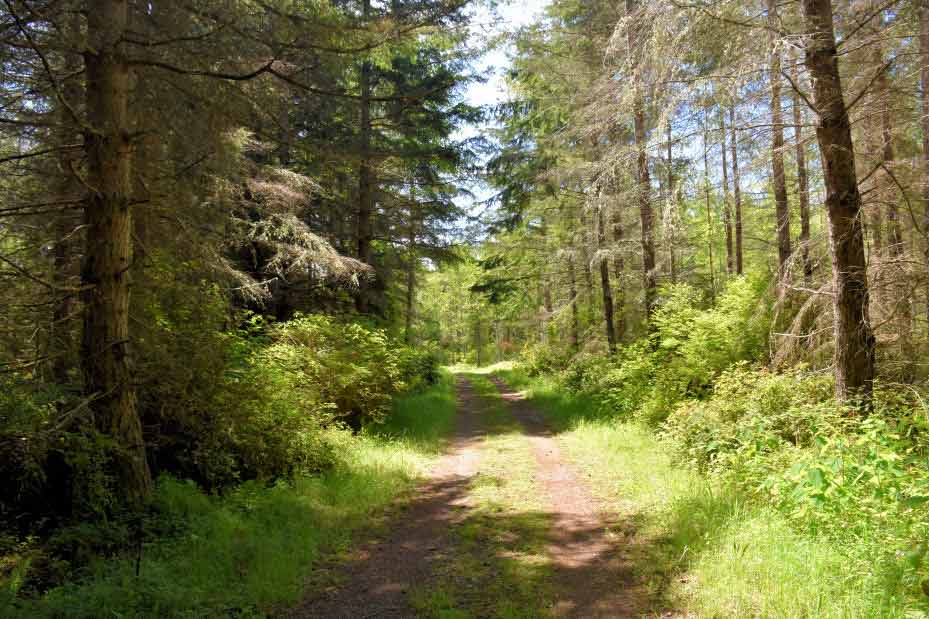 Dirt road with mature trees and vegetation on either side.