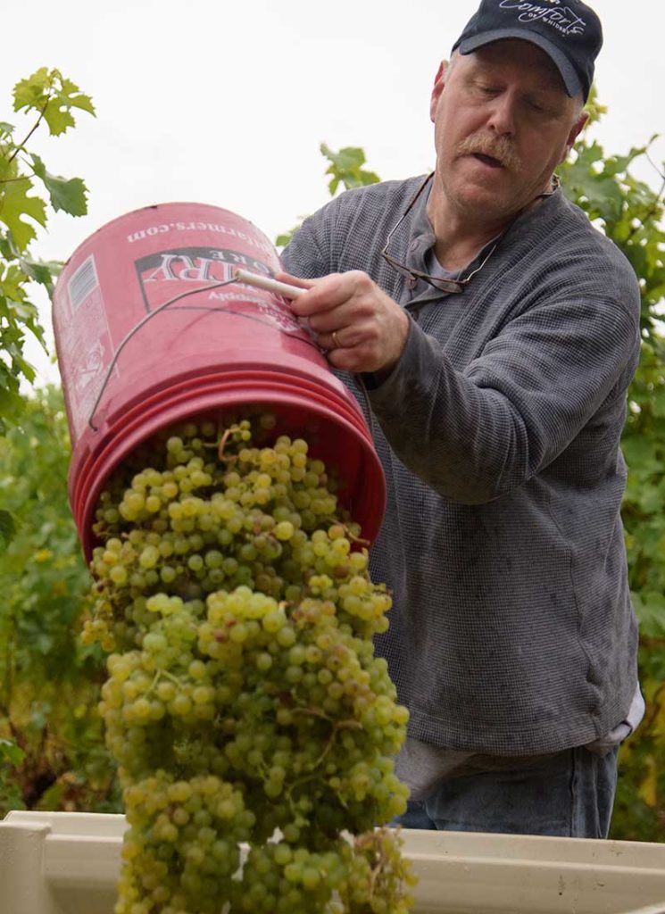 Carl Comfort empties a big red bucket full of grapes into a larger holding container.