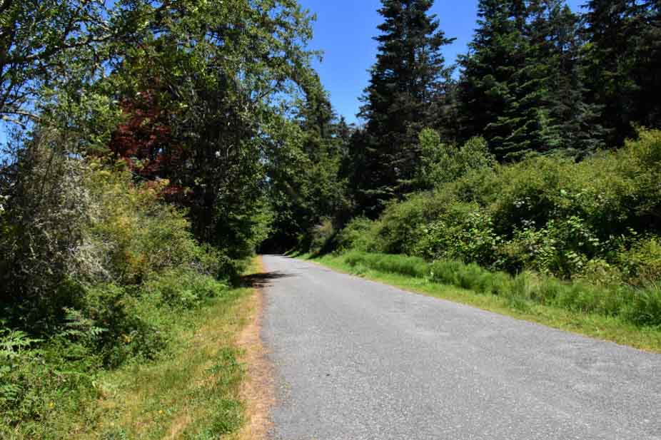 A paved trail with greenery on either side