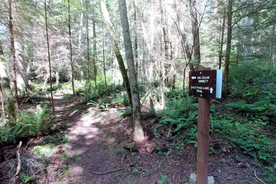 Dirt trail lined by trees