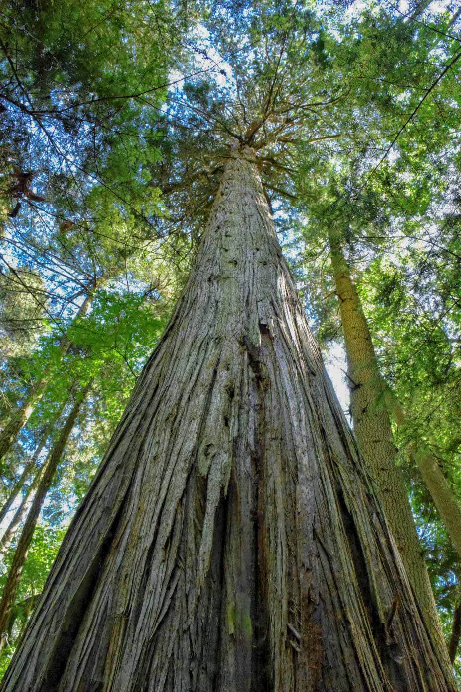 3 Deception Pass Hikes That Are Pure Magic - Whidbey And Camano Islands