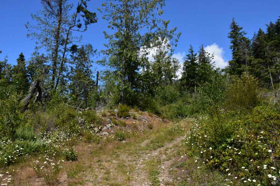 Dirt path with few trees around