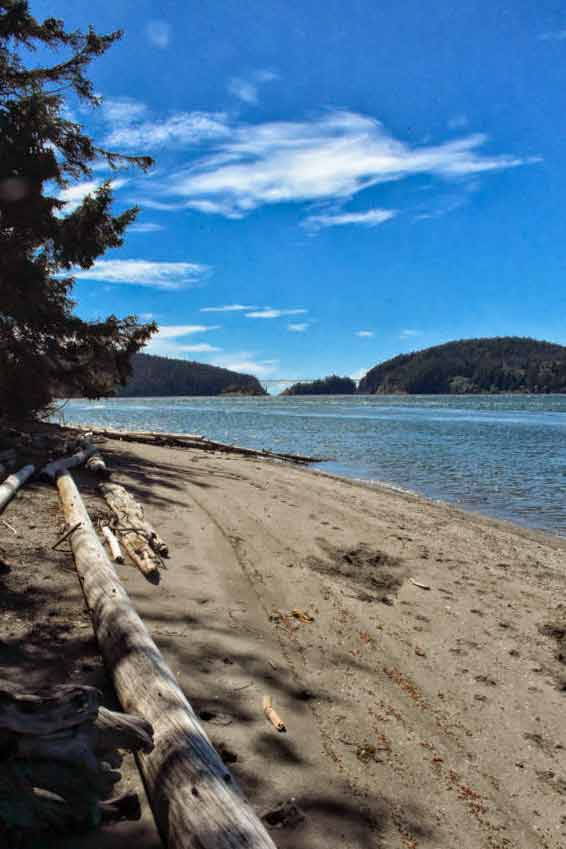 Sandy beach with driftwood.  Water is in the background