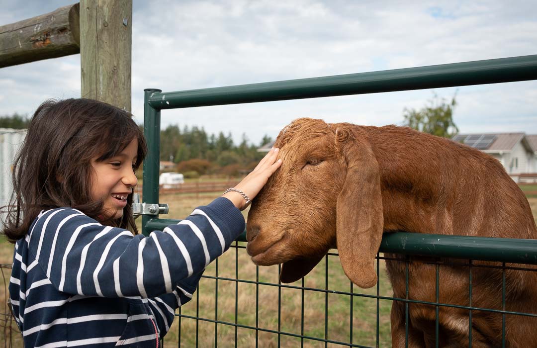 Kid pets a goat