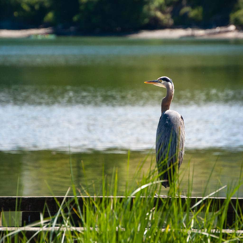 Heron sits on a railing.