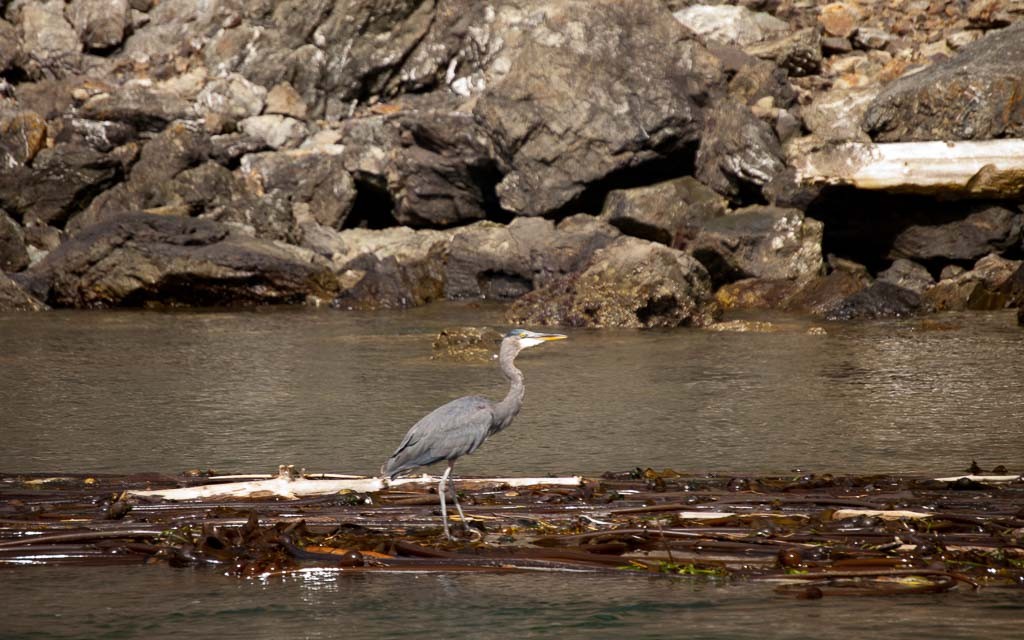Deception-Pass-Tours-0017