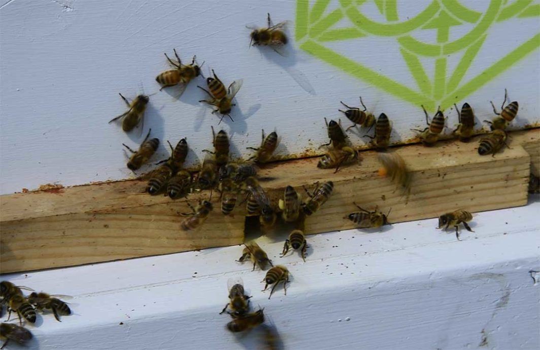 Bees on the outside of a hive