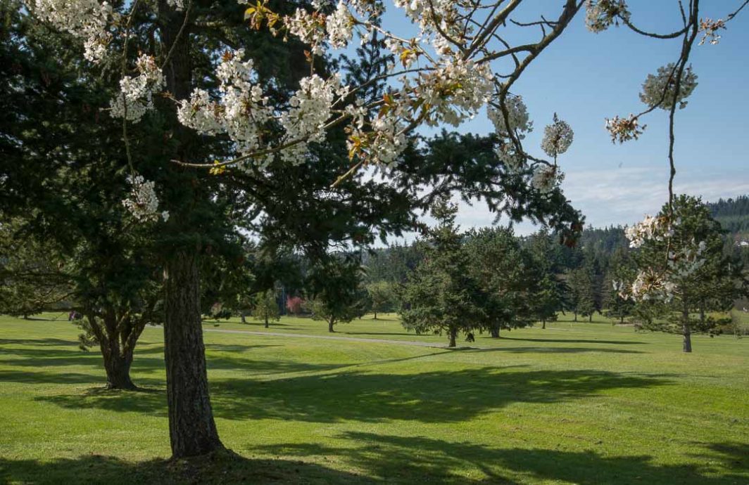 Cherry trees in bloom overlook a golf fairway
