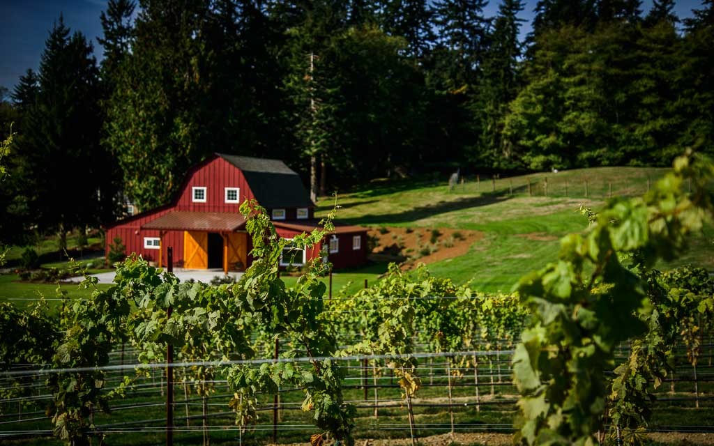 Dancing Fish Vineyards - Whidbey and Camano Islands