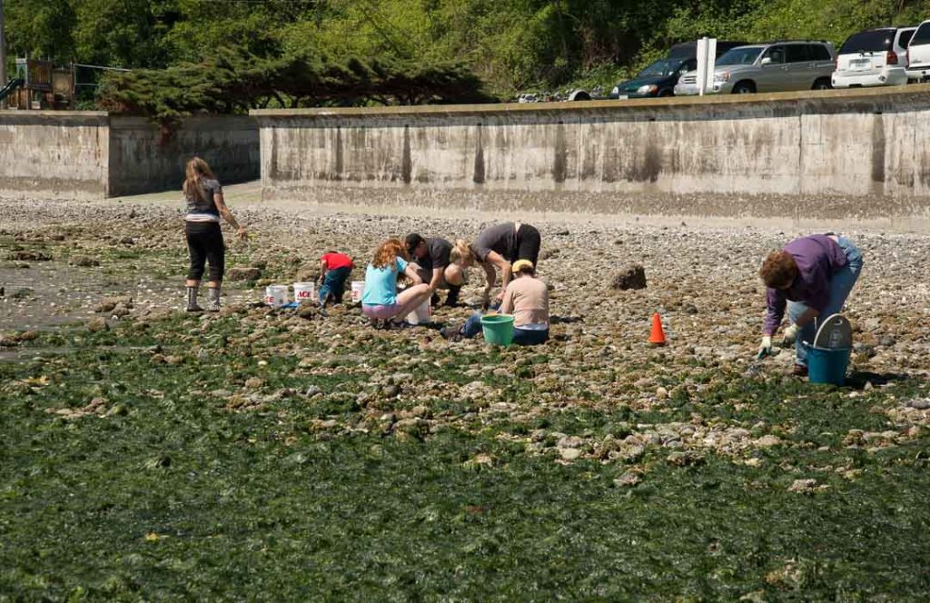 People digging for clams on a beach.