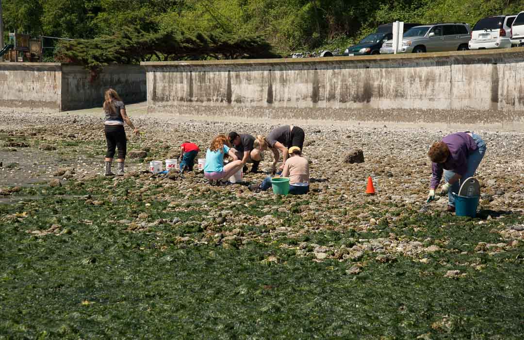 Family digs for clams at Double Bluff Beach