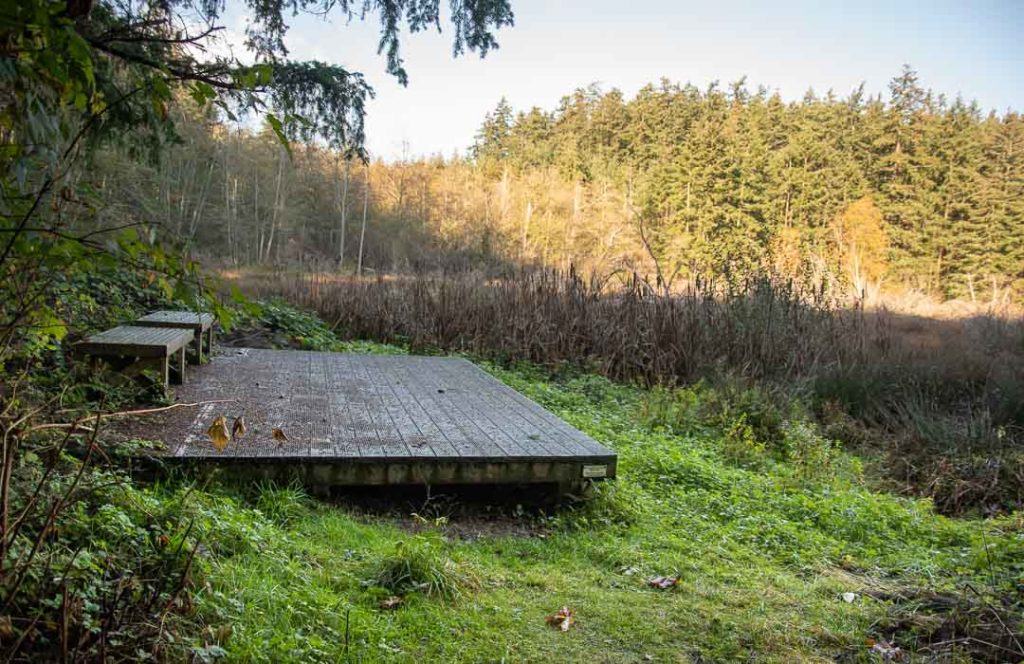 A wooden deck with two backless benches next to a wetland.