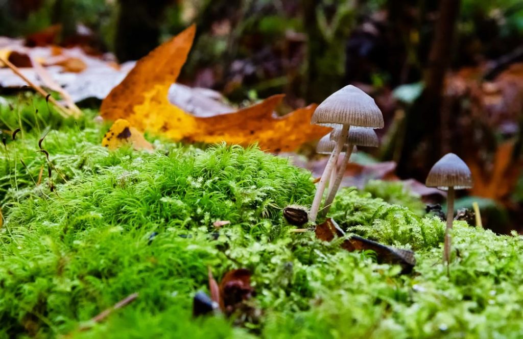 A ground-level close-up of moss, mushrooms and leaves.