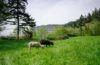 Sheep grazing with Puget Sound in the background