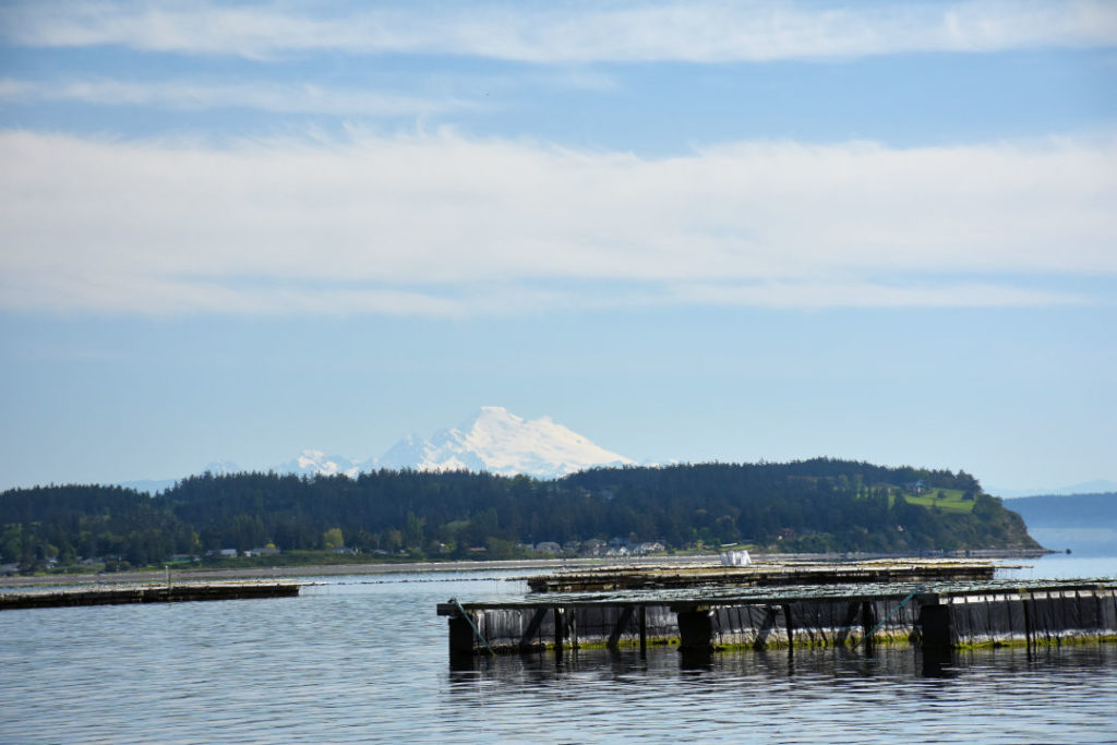 Wooden rafts in the water of Penn Cove.  A portion of Whidbey Island and Mt. Baker are in the background.