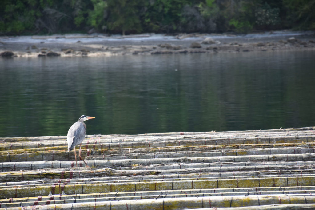 A heron stands on one of the wooden rafts in Penn Cove.  Ropes hang from the rafts and serve as anchors for the mussels to live.