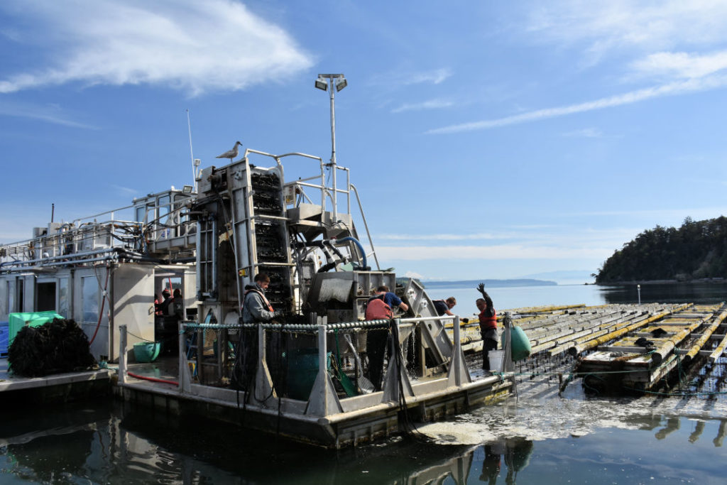 A boat with equipment on it designed to process and bag mussels