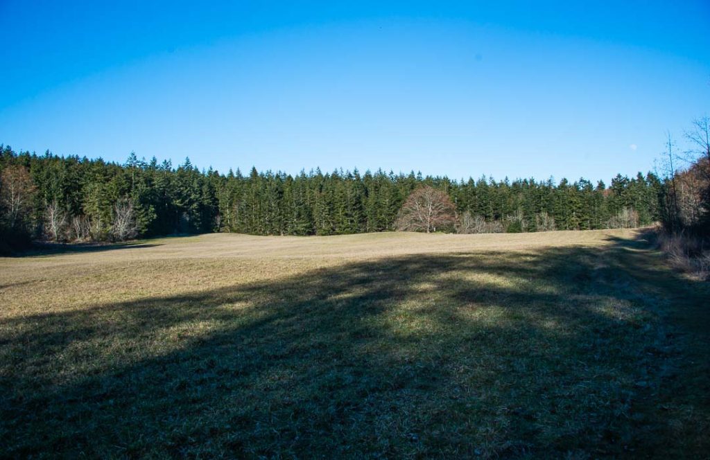 A very large open field surrounded by tall trees.