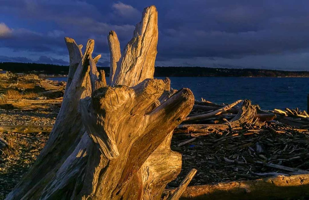 The setting sun casts a spotlight on a piece of driftwood.